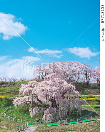 一本桜 - 三春滝桜 67718158