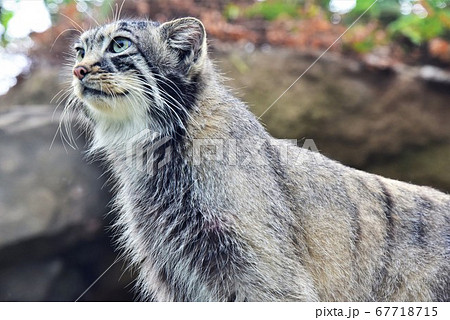 マヌルネコの立ち姿 67718715