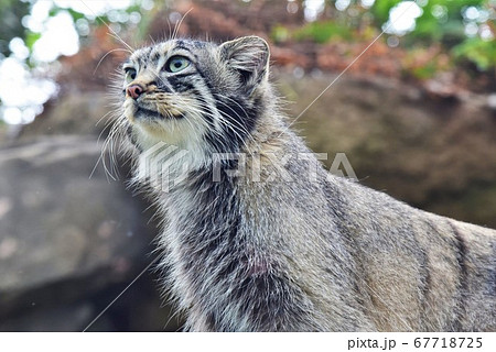 マヌルネコの立ち姿 67718725