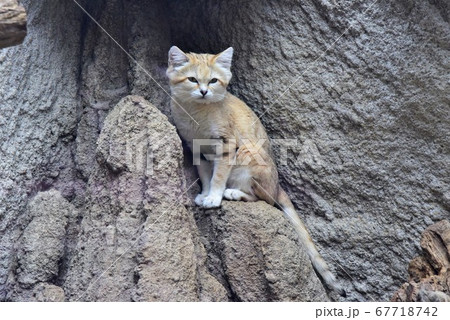 スナネコ(砂漠の天使)の立ち姿・しぐさ スナネコ(砂漠の天使)の立ち姿・しぐさ 67718742