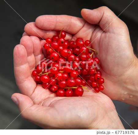 Healthy, freshly picked red currants presented in the hands 67719376