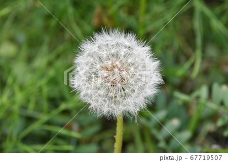 綿毛のタンポポ 67719507