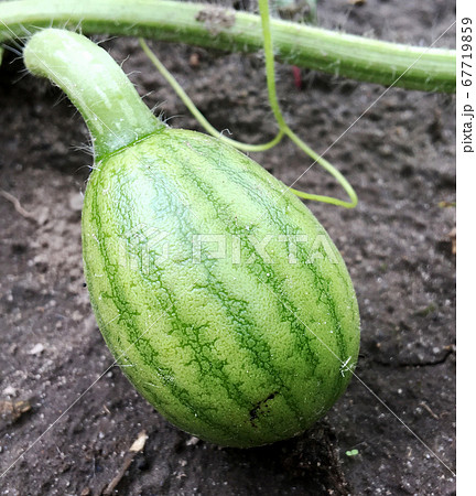 whole young green fruit watermelon 67719859
