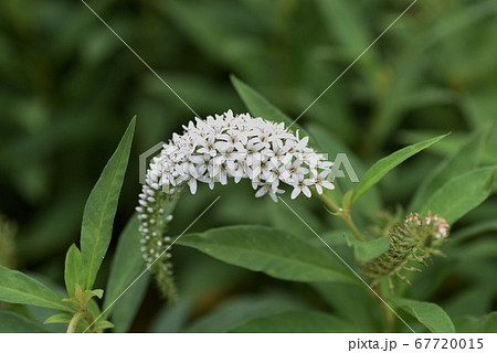オカトラノオの花 オカトラノオの花 67720015