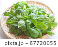 とれたてバジル 67720055