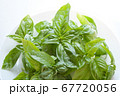 とれたてバジル 67720056