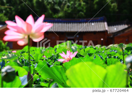 ハス スイレン 蓮 67720464