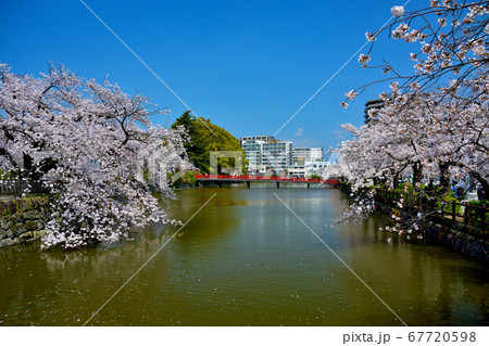 小田原城・馬出門付近、お濠と桜のイメージ(9)・桜の季節・満開・神奈川 小田原城・馬出門付近、お濠と桜のイメージ(9)・桜の季節・満開・神奈川 67720598