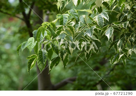 トネリコバノカエデ（ネグンドカエデ） 67721290