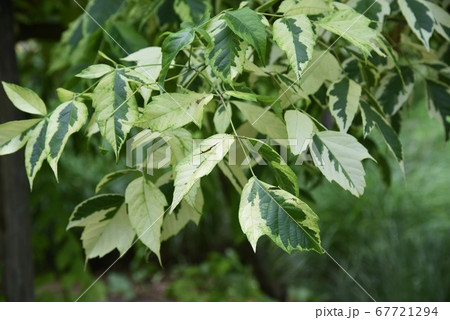 トネリコバノカエデ(ネグンドカエデ) トネリコバノカエデ(ネグンドカエデ) 67721294