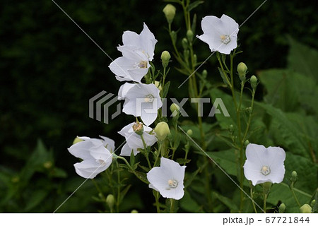 白花キキョウ 67721844