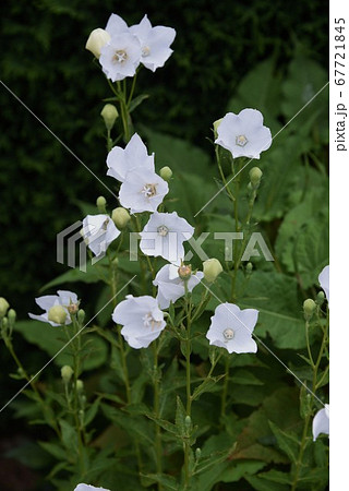 白花キキョウ 67721845