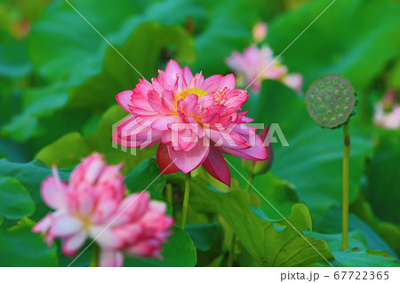 ハス スイレン 蓮 67722365