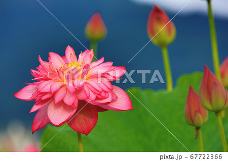ハス スイレン 蓮 67722366