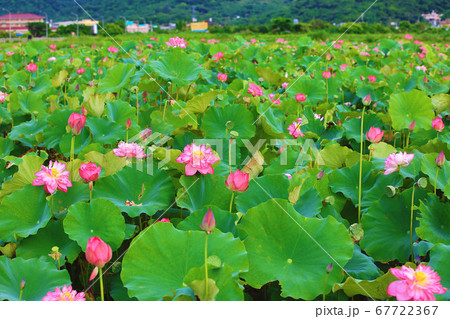 ハス スイレン 蓮 67722367