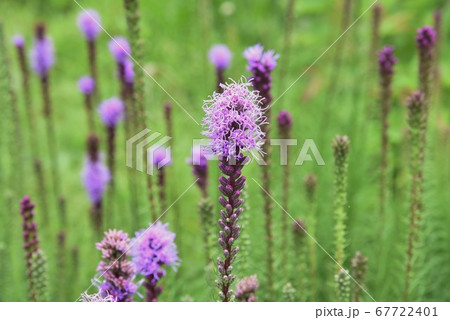 リアトリスの花の写真素材