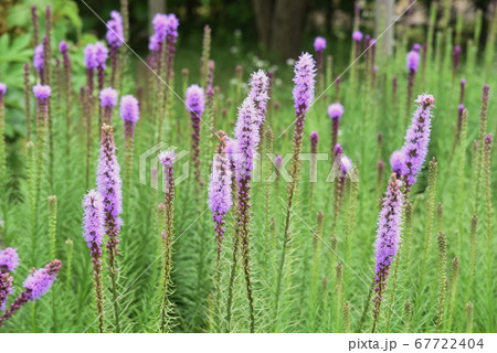 リアトリスの花の写真素材