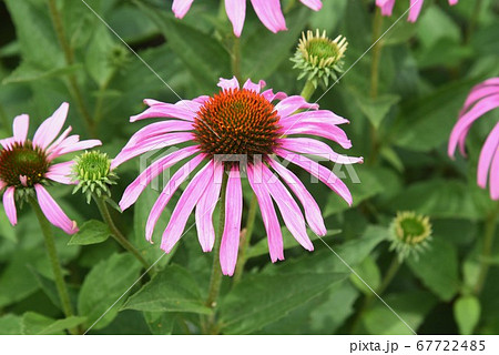 エキナセア プルプレア 紫馬簾菊 の写真素材