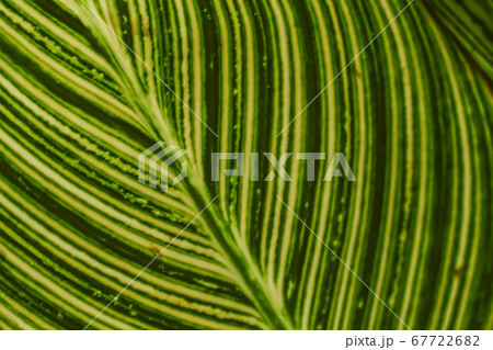 green leaf background close up texture detail in natural plant foliage. green leaf background close up texture detail in natural plant foliage. 67722682