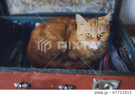 Very funny cat laughing of the close up. Very funny cat laughing of the close up. 67722815