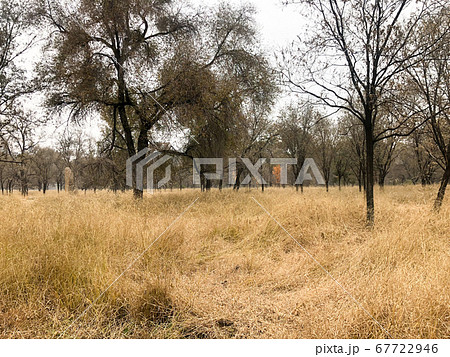 Yellow dry grass land and dark trees after big hot summer season without rain. Yellow dry grass land and dark trees after big hot summer season without rain. 67722946