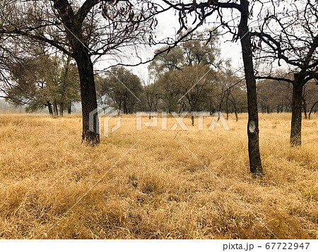 Yellow dry grass land and dark trees after big hot summer season without rain. Yellow dry grass land and dark trees after big hot summer season without rain. 67722947
