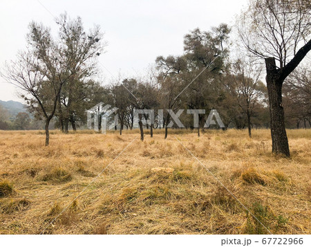 Yellow dry grass land and dark trees after big hot summer season without rain. 67722966