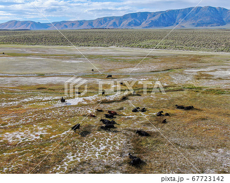 Cows cattle grazing on a mountain pasture next the Lake Crowley 67723142