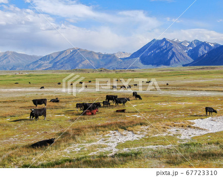 Cows cattle grazing on a mountain pasture next the Lake Crowley Cows cattle grazing on a mountain pasture next the Lake Crowley 67723310