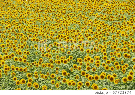 模様となったヒマワリ畑 模様となったヒマワリ畑 67723374