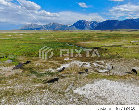 Cows cattle grazing on a mountain pasture next the Lake Crowley Cows cattle grazing on a mountain pasture next the Lake Crowley 67723410