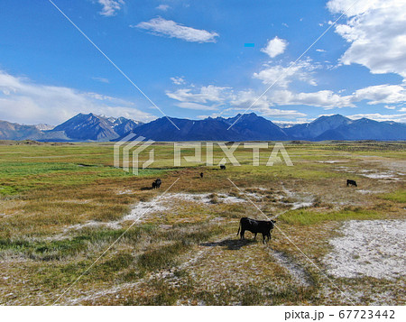 Cows cattle grazing on a mountain pasture next the Lake Crowley Cows cattle grazing on a mountain pasture next the Lake Crowley 67723442