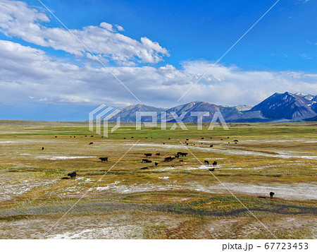 Cows cattle grazing on a mountain pasture next the Lake Crowley 67723453