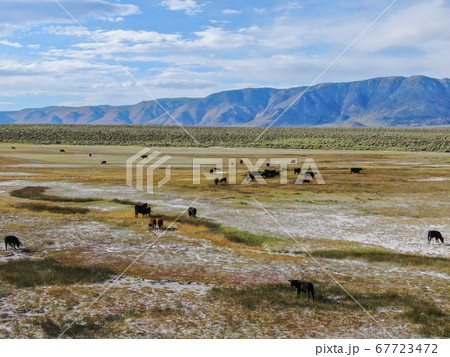 Cows cattle grazing on a mountain pasture next the Lake Crowley 67723472