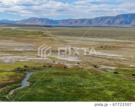 Cows cattle grazing on a mountain pasture next the Lake Crowley 67723507