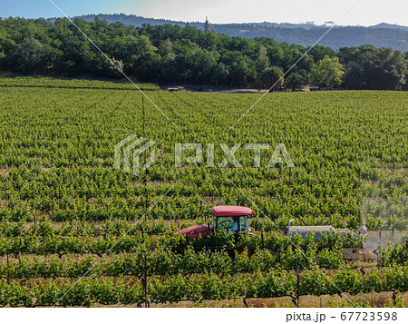 Farm tractor spraying pesticides and insecticides herbicides over green vineyard field. 67723598