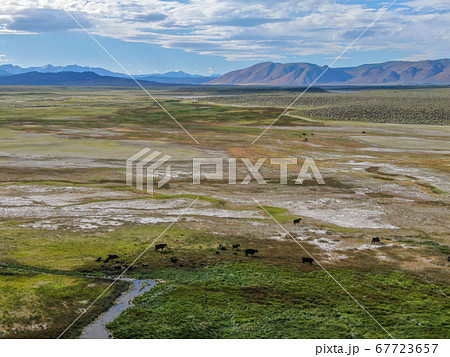 Cows cattle grazing on a mountain pasture next the Lake Crowley 67723657