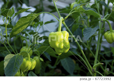 Peppers on the vegetable bed at the summer season 67723992