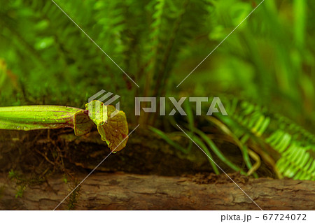 carnivorous buttercup plants at morning fog in the jungle carnivorous buttercup plants at morning fog in the jungle 67724072
