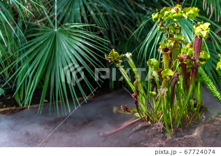 Carnivorous plants in a botanical garden 67724074