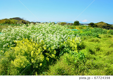 富士山　神奈川県三浦市初声町下宮田の風景 67724398