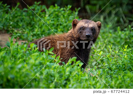 Siberian wolverine Gulo Gulo sitting in nature Siberian wolverine Gulo Gulo sitting in nature 67724412