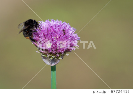 Bumblebee collecting nectar from chives plant Bumblebee collecting nectar from chives plant 67724415
