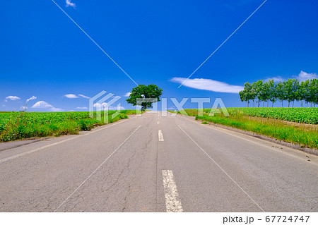 セブンスターの木 67724747