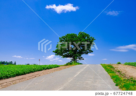 セブンスターの木 セブンスターの木 67724748