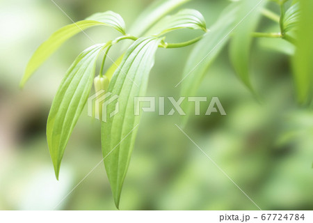 御岩山・御岩神社 御岩山・御岩神社 67724784