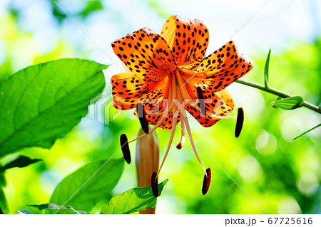 黒い斑点を持つオレンジ色の花びらのオニユリの花の写真素材