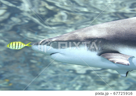 Blacktip Reef Shark with Pilotfish Blacktip Reef Shark with Pilotfish 67725916