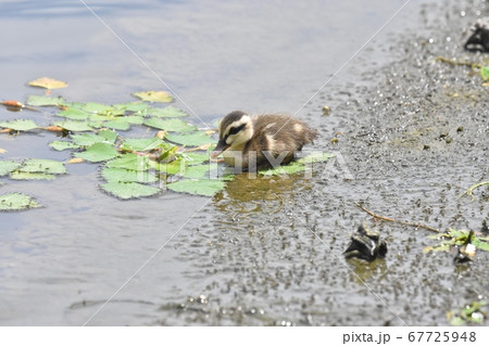 はぐれたカモの子 67725948