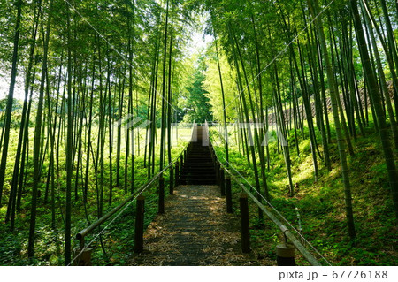 小田原辻村植物公園の竹林の写真素材